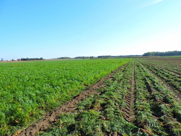 Gerber Testing Baby Food
