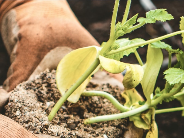 Gerber Testing Baby Food