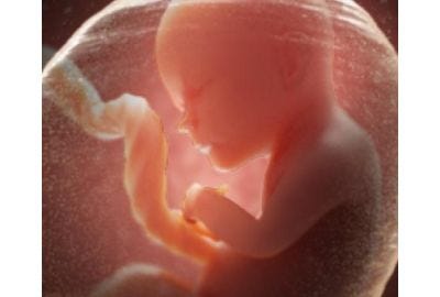 Pregnancy Development Week 24