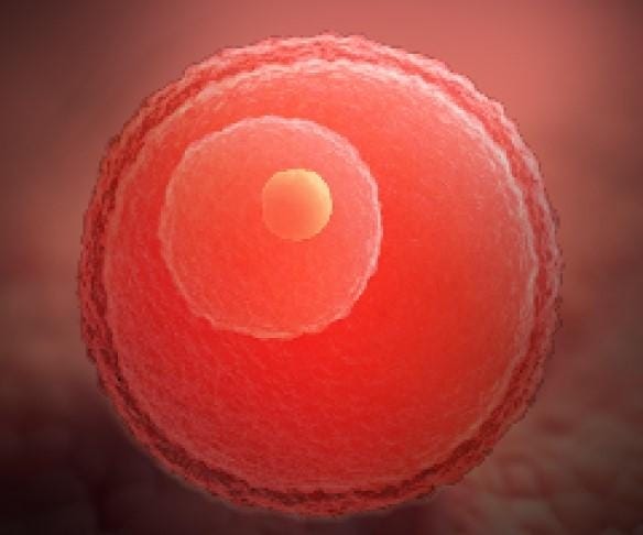 First Weeks of Pregnancy Development