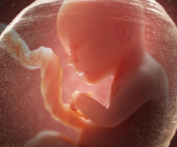 Pregnancy Development Week 24