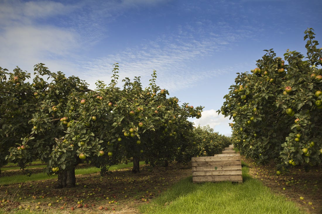 Harvesting Apples