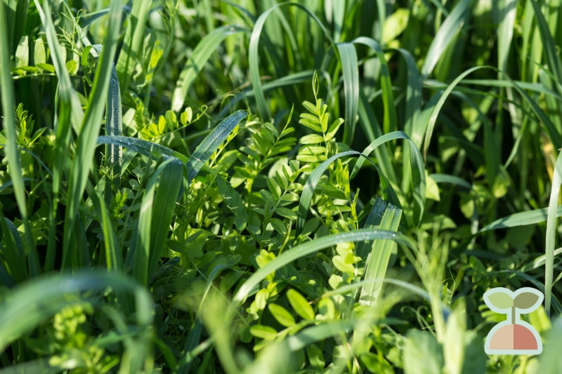 Cover Crops