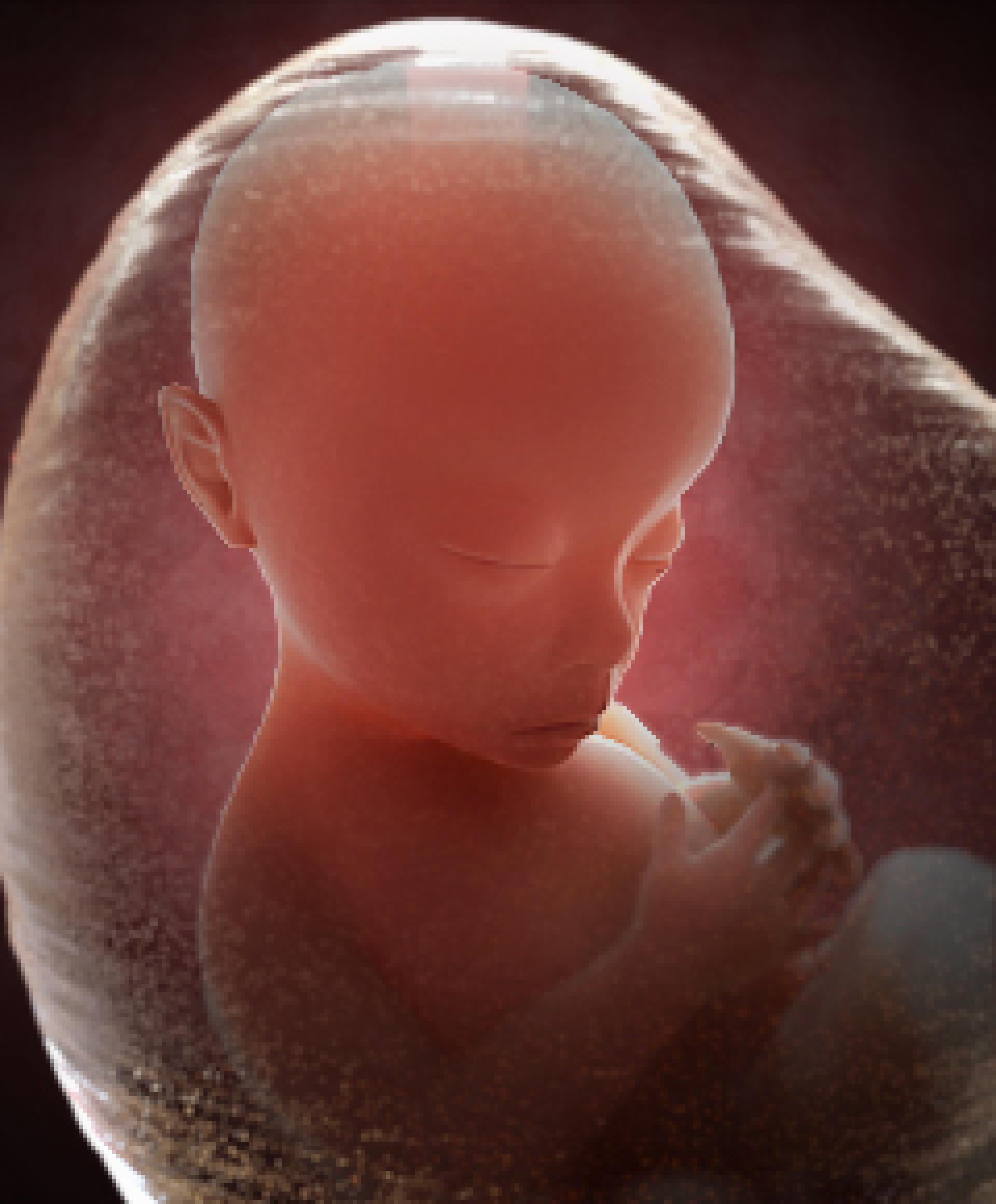 Baby In The Womb At 9 Weeks