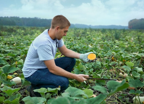 Farmer in the field