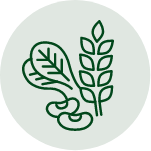 Plant Protein Recipes